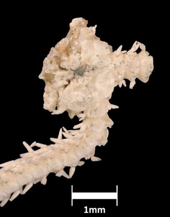 Media type: image;   Invertebrate Zoology OPH-1492 Aspect: ventral